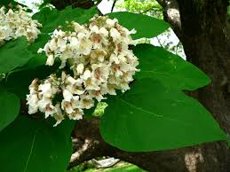 Attēlu rezultāti vaicājumam “Catalpa ovata flower”
