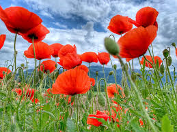 Image result for Mohn