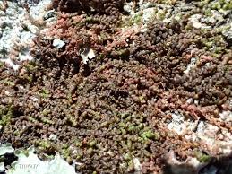 Attēlu rezultāti vaicājumam “Frullania fragilifolia macro”