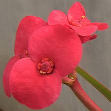 Attēlu rezultāti vaicājumam “Euphorbiaceae”