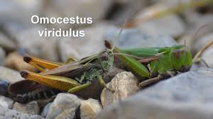 Attēlu rezultāti vaicājumam “Omocestus viridulus”