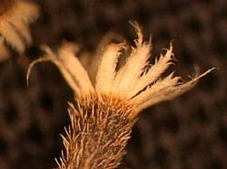 Attēlu rezultāti vaicājumam “Galinsoga quadriradiata”