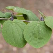 Attēlu rezultāti vaicājumam “Enkianthus chinensis leaf”