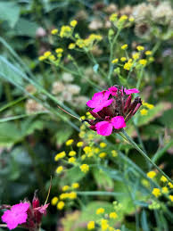 Image result for Dianthus carthusianorum
