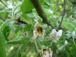 Attēlu rezultāti vaicājumam “Anthonomus pomorum”
