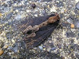 Attēlu rezultāti vaicājumam “Dypterygia scabriuscula”