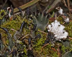 Attēlu rezultāti vaicājumam “Peltigera”