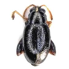 Attēlu rezultāti vaicājumam “Alticinae”