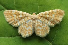 Attēlu rezultāti vaicājumam “Hydrelia flammeolaria”