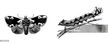 Attēlu rezultāti vaicājumam “Thyatira batis larva”