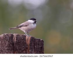 Image result for Poecile palustris