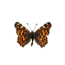 Attēlu rezultāti vaicājumam “Araschnia levana upperside”