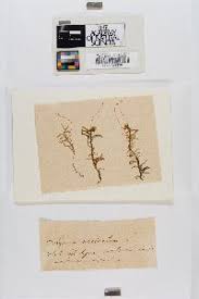 Attēlu rezultāti vaicājumam “Sanionia uncinata”