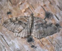 Attēlu rezultāti vaicājumam “Hydria cervinalis”