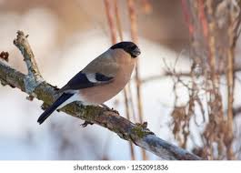 Attēlu rezultāti vaicājumam “Pyrrhula pyrrhula female”