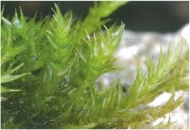 Attēlu rezultāti vaicājumam “Homomallium incurvatum sporophyte”