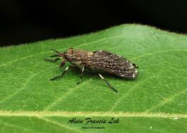 Attēlu rezultāti vaicājumam “Haematopota sp.”