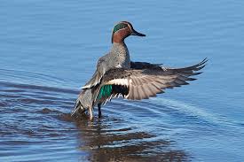 Attēlu rezultāti vaicājumam “Anas crecca”