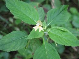 Attēlu rezultāti vaicājumam “Impatiens parviflora”