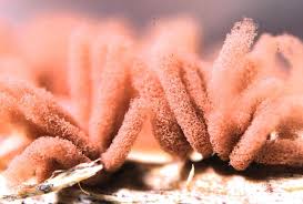 Attēlu rezultāti vaicājumam “Arcyria incarnata macro”