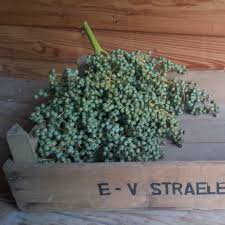 Image result for veilingkist