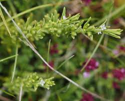 Attēlu rezultāti vaicājumam “Thesium alpinum”