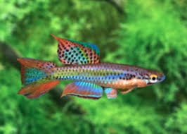 Image result for Aphyosemion