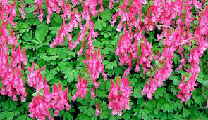 Attēlu rezultāti vaicājumam “Corydalis solida flower”