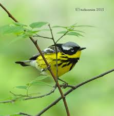 Image result for Dendroica magnolia