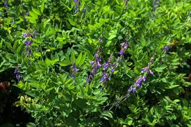 Attēlu rezultāti vaicājumam “Galega orientalis flower”