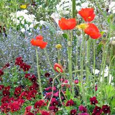 Image result for Papaver nudicaule