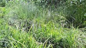 Attēlu rezultāti vaicājumam “Festuca pratensis”