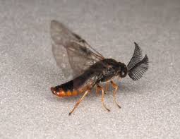 Attēlu rezultāti vaicājumam “Gilpinia”