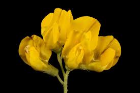 Attēlu rezultāti vaicājumam “Lathyrus pratensis flower”