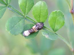 Image result for insect poop