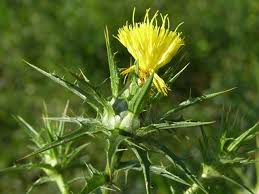 Image result for Carthamus tinctorius