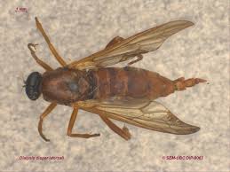 Attēlu rezultāti vaicājumam “Xylophagidae”