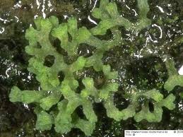 Attēlu rezultāti vaicājumam “Riccia rhenana”