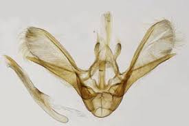 Attēlu rezultāti vaicājumam “Hydrelia flammeolaria”