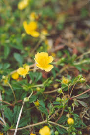 Image result for Potentilla erecta