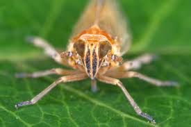 Attēlu rezultāti vaicājumam “Javesella pellucida female”