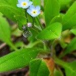 Attēlu rezultāti vaicājumam “Myosotis sparsiflora flower”