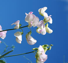 Attēlu rezultāti vaicājumam “Lathyrus latifolius bud”