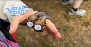 Image result for World Snail Racing Championships