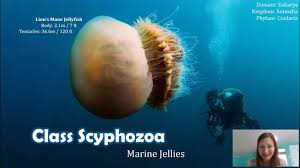 Attēlu rezultāti vaicājumam “Scyphozoa”