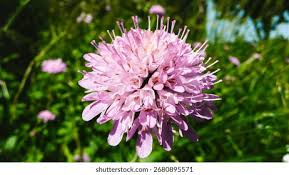 Image result for Knautia arvensis