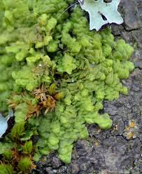 Attēlu rezultāti vaicājumam “Radula complanata sporophyte”