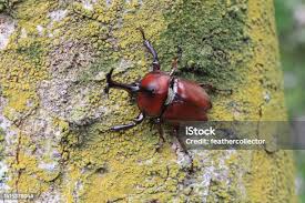 Attēlu rezultāti vaicājumam “Anostirus castaneus”