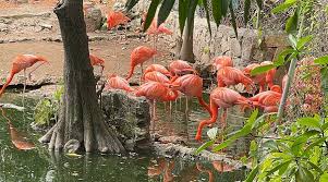 Image result for Flamingo Cricket Club