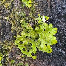 Attēlu rezultāti vaicājumam “Lobaria pulmonaria”